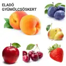 Pest megye - Vác