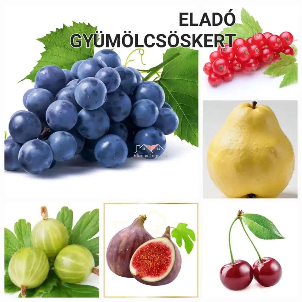 Pest megye - Vác