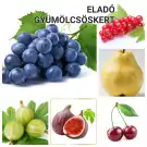 Pest megye - Vác